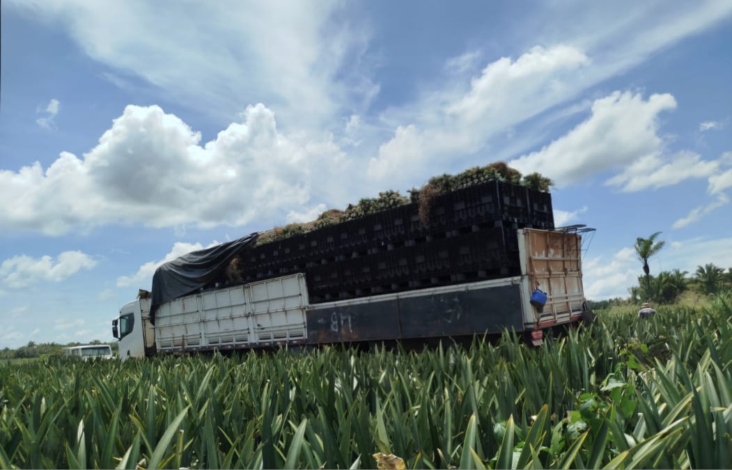 Carregamento Agrícola de Abacaxi